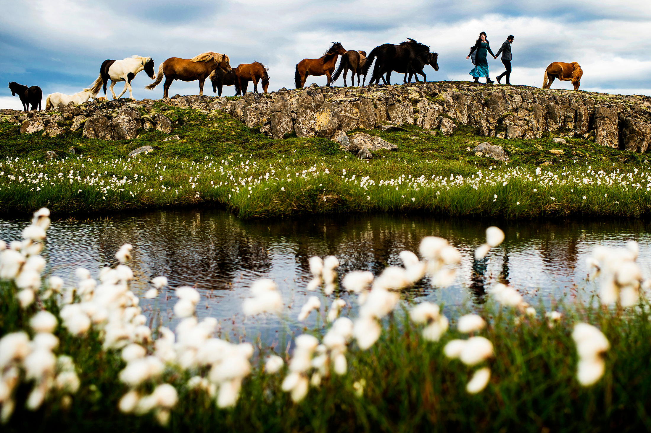 bride and groom with wild horses at destination wedding in Iceland