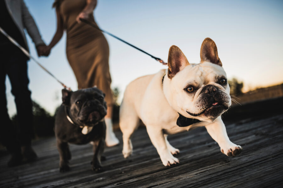 Daniel Island Dog Photographer